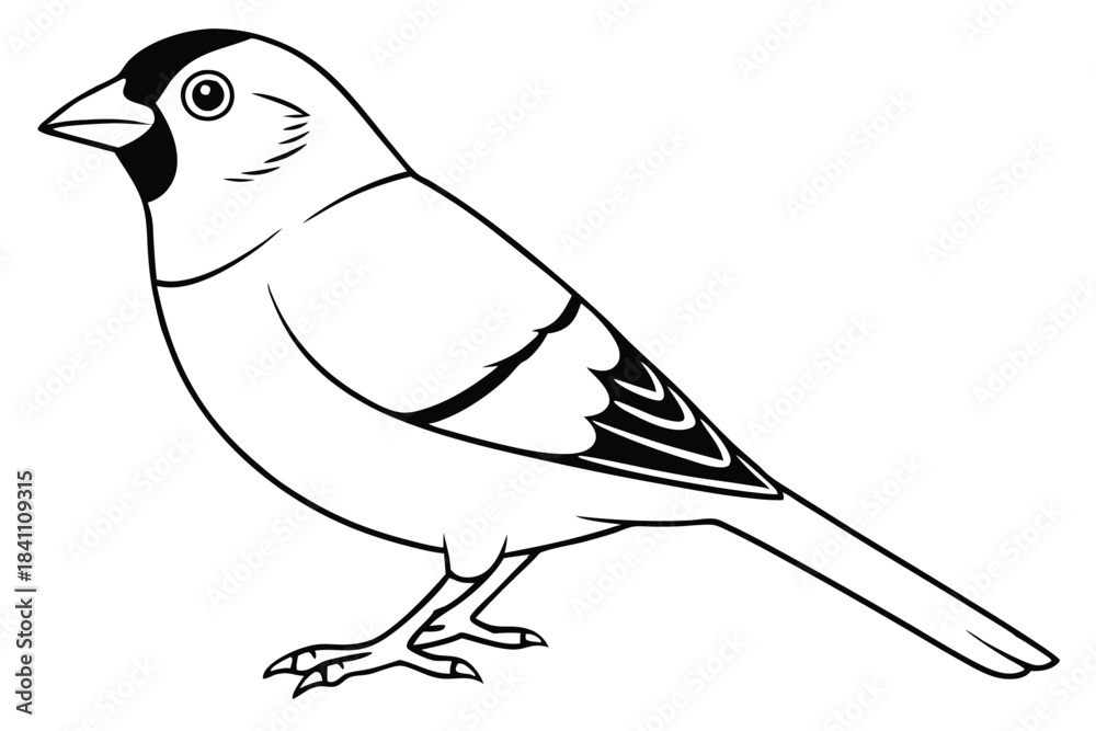 Obraz premium finch silhouette line art vector illustration with a white background