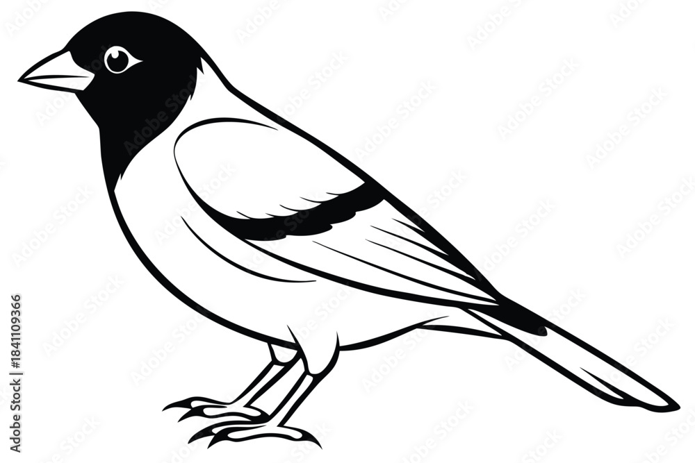 Obraz premium finch silhouette line art vector illustration with a white background