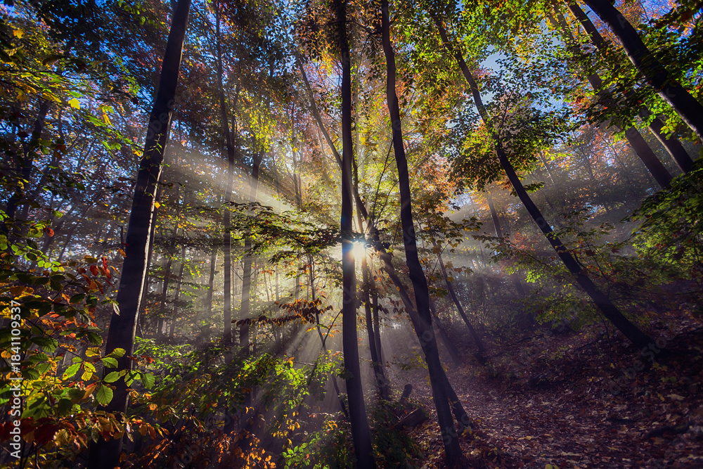 Fototapeta premium sun rays in autumn forest, nature background 