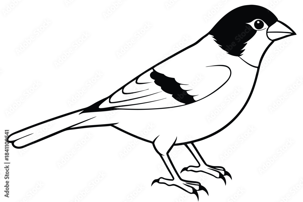 Obraz premium finch silhouette line art vector illustration with a white background