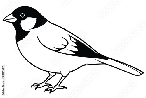 finch silhouette line art vector illustration with a white background