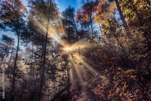 sun rays in autumn forest, nature background