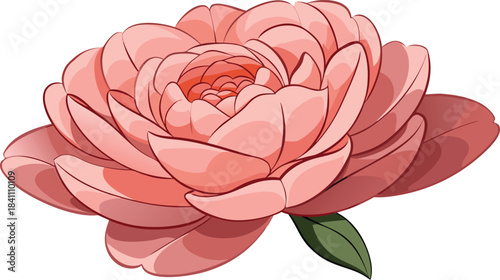 Beautiful pink peony flower illustration with green leaf