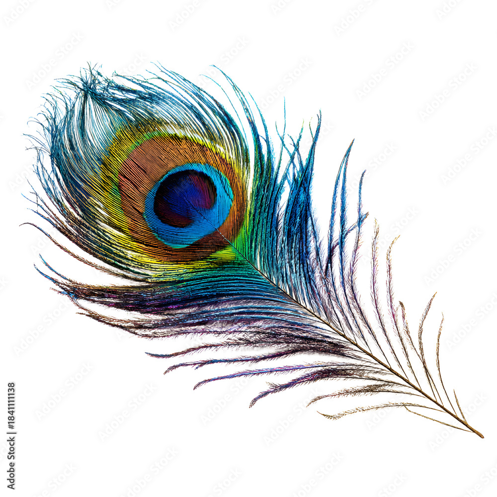 Fototapeta premium Vibrant Peacock Feather Displaying Iridescent Ocelli - Professional Quality Stock Image