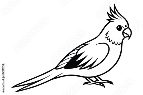 cockatiel silhouette line art vector illustration with a white background