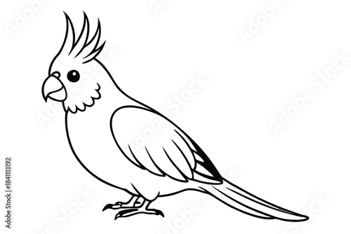 cockatiel silhouette line art vector illustration with a white background