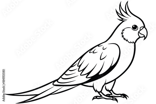 cockatiel silhouette line art vector illustration with a white background