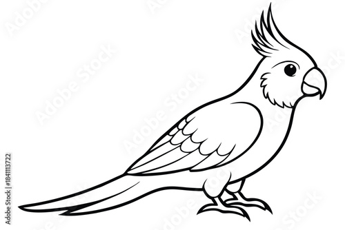 cockatiel silhouette line art vector illustration with a white background