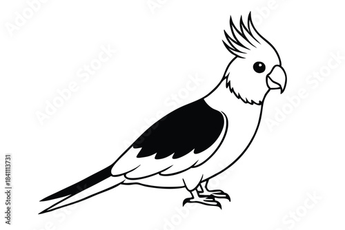 cockatiel silhouette line art vector illustration with a white background