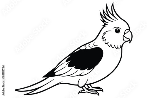 cockatiel silhouette line art vector illustration with a white background