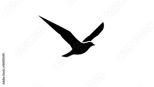 Silhouette of a bird in flight