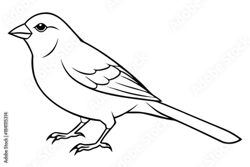 canary silhouette line art vector illustration with a white background