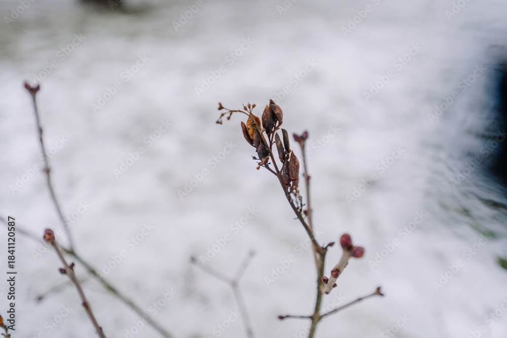 Obraz premium Delicate winter branch with dried buds and subtle textures stands against a blurred snowy background, capturing the essence of seasonal change and nature's resilience