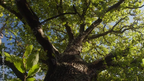 Cinematic upward-looking panning shot of a large old oak tree with thick branches extending across a vibrant green canopy. Sunlight filters through the leaves. Djurgården, Stockholm, Sweden 4K