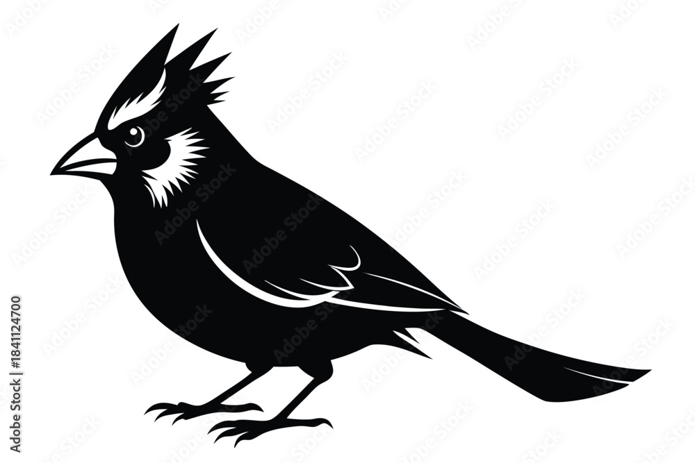 Obraz premium cardinal silhouette line art vector illustration with a white background