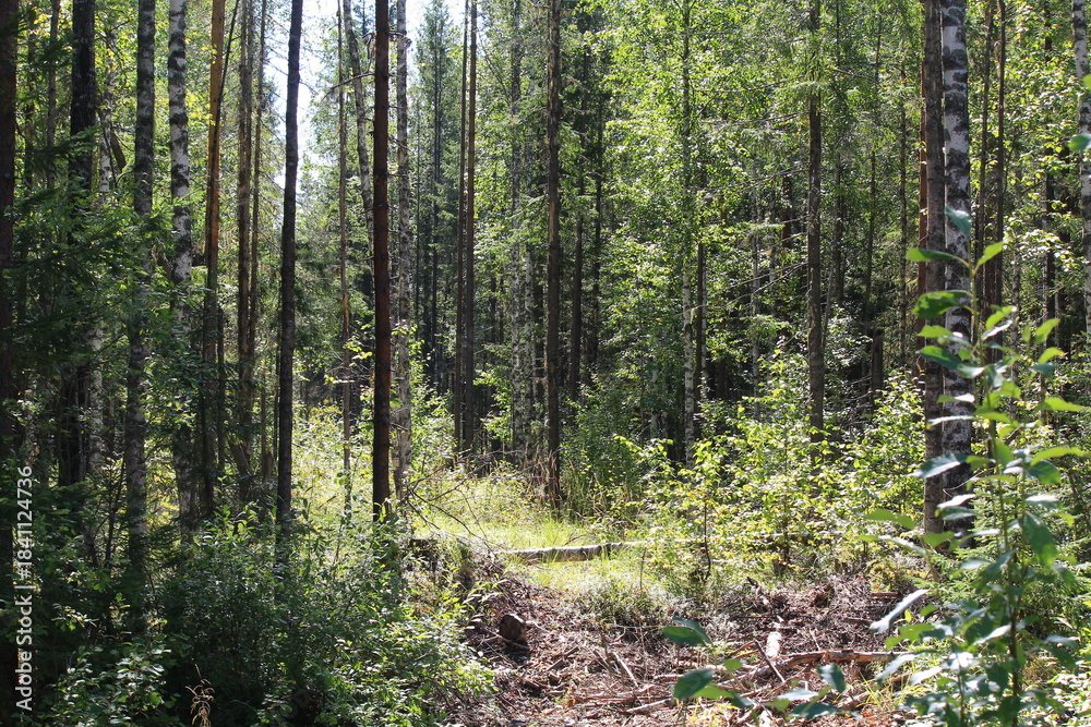 Obraz premium path in the forest
