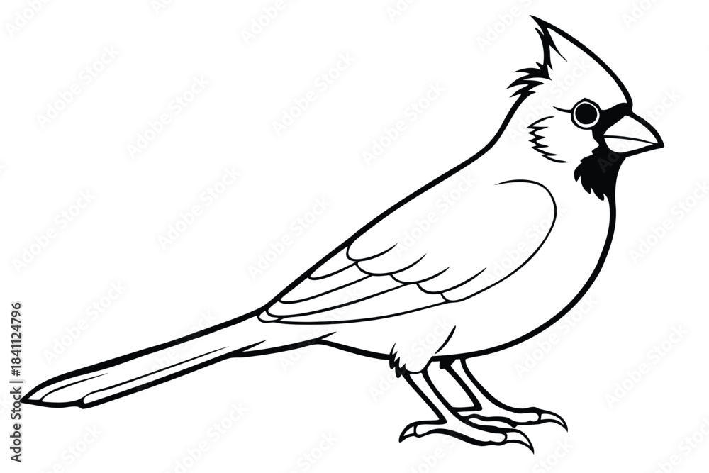 Obraz premium cardinal silhouette line art vector illustration with a white background