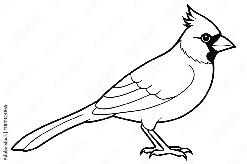 Obraz premium cardinal silhouette line art vector illustration with a white background