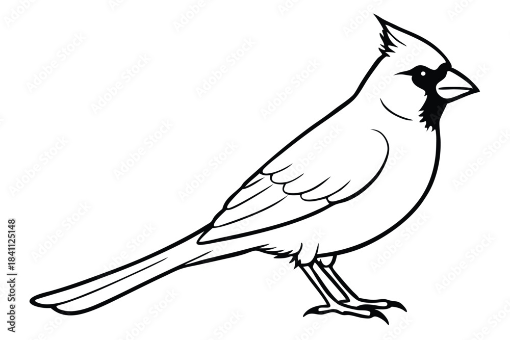 Obraz premium cardinal silhouette line art vector illustration with a white background