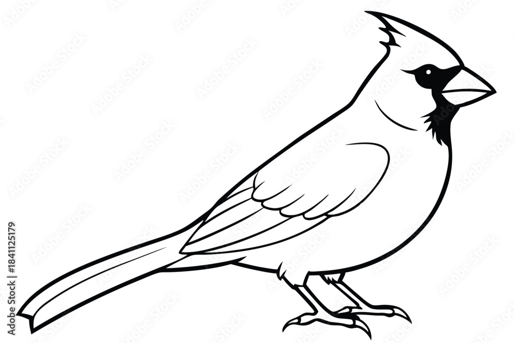 Obraz premium cardinal silhouette line art vector illustration with a white background