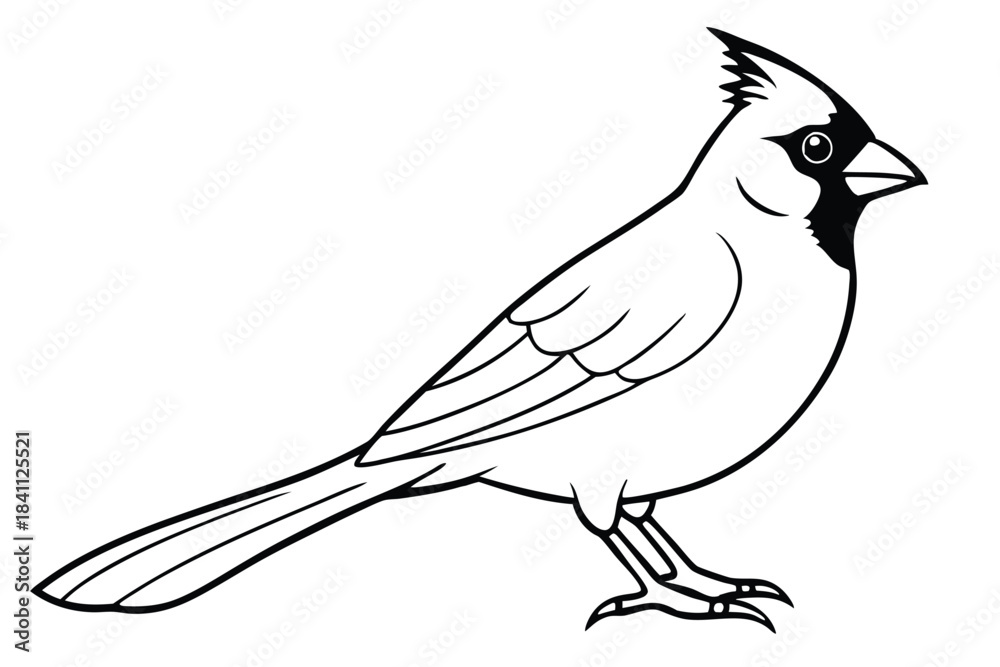 Obraz premium cardinal silhouette line art vector illustration with a white background