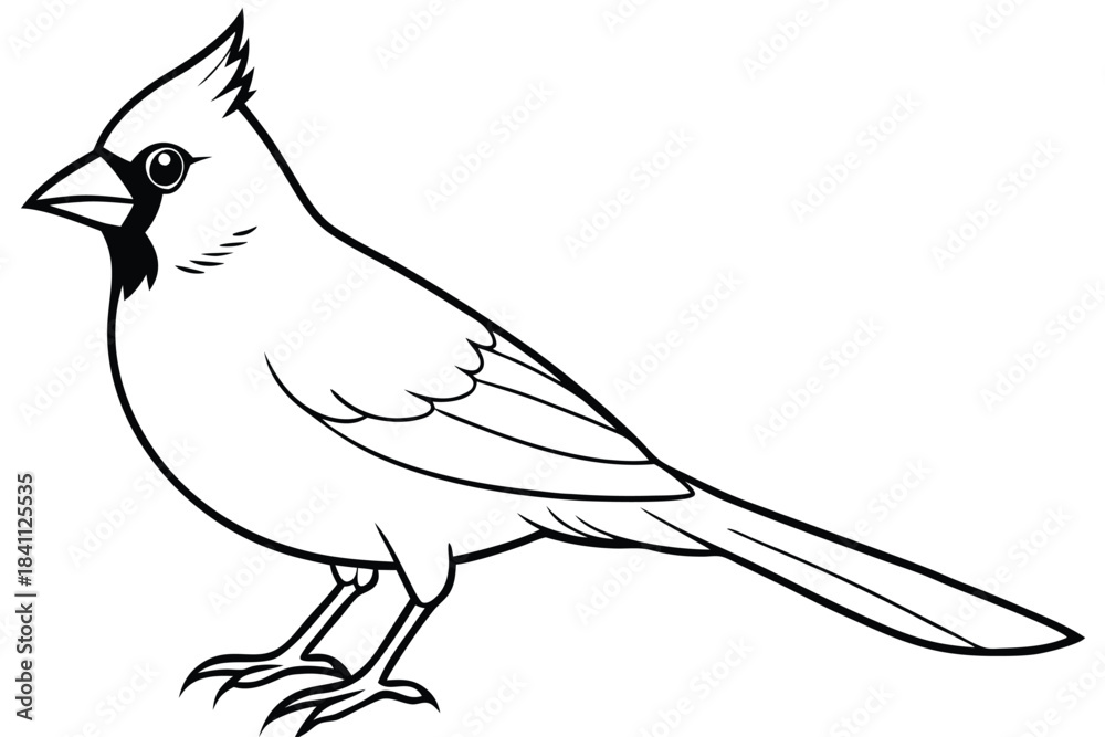Obraz premium cardinal silhouette line art vector illustration with a white background