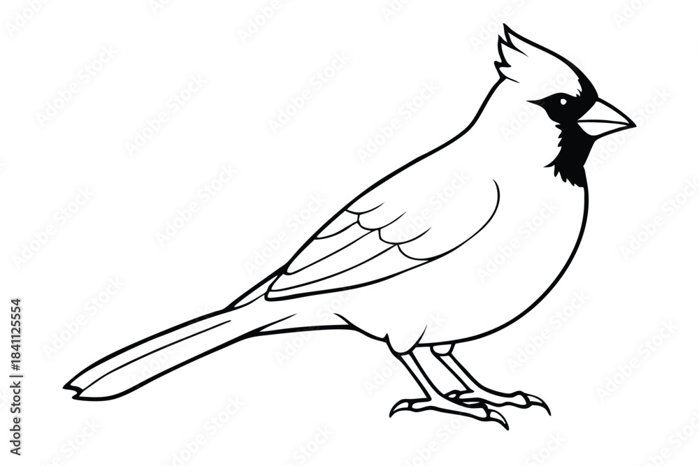 Obraz premium cardinal silhouette line art vector illustration with a white background