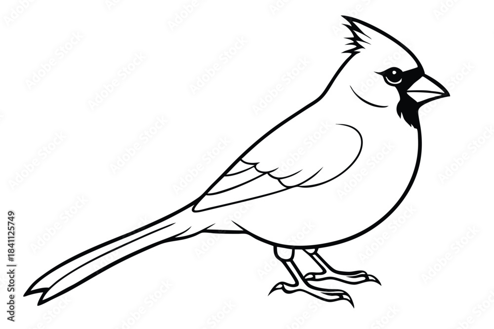 Obraz premium cardinal silhouette line art vector illustration with a white background