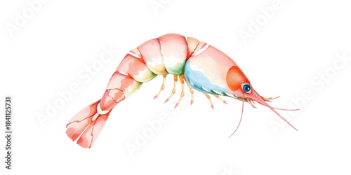 Watercolor illustration of shrimp, delicacy, seafood, gourmet food, hand drawn, isolated on white background, vector