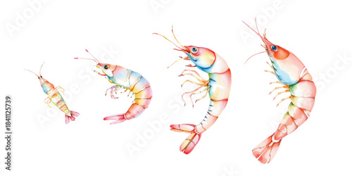 Cute set of shrimps of different sizes, bright multi-colored tones, in watercolor style, hand drawn, detailed sea crustaceans, isolated on white background, seafood delicacy, vector