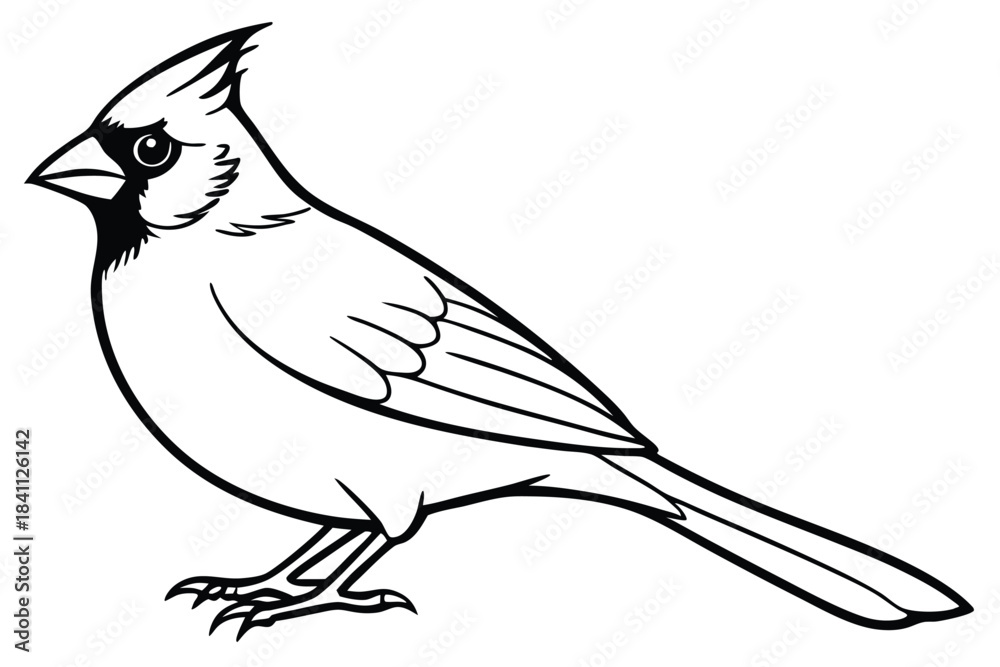 Obraz premium cardinal silhouette line art vector illustration with a white background