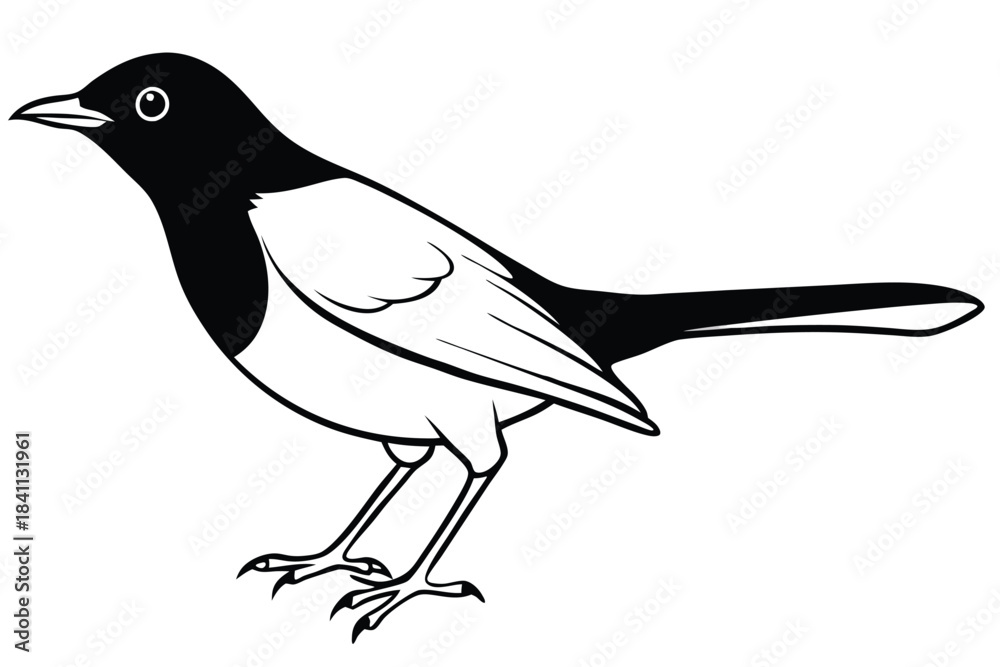 Obraz premium blackbird silhouette line art vector illustration with a white background