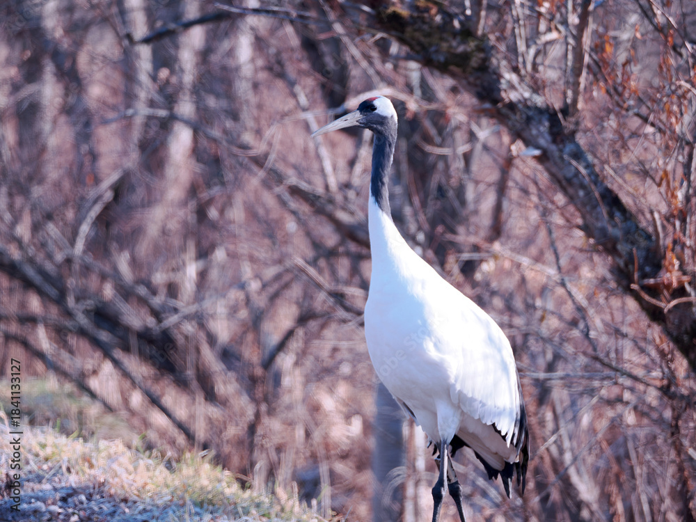 Fototapeta premium 丹頂鶴のクローズアップ