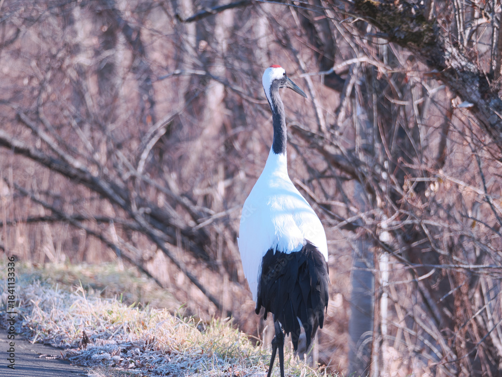 Fototapeta premium 丹頂鶴のクローズアップ