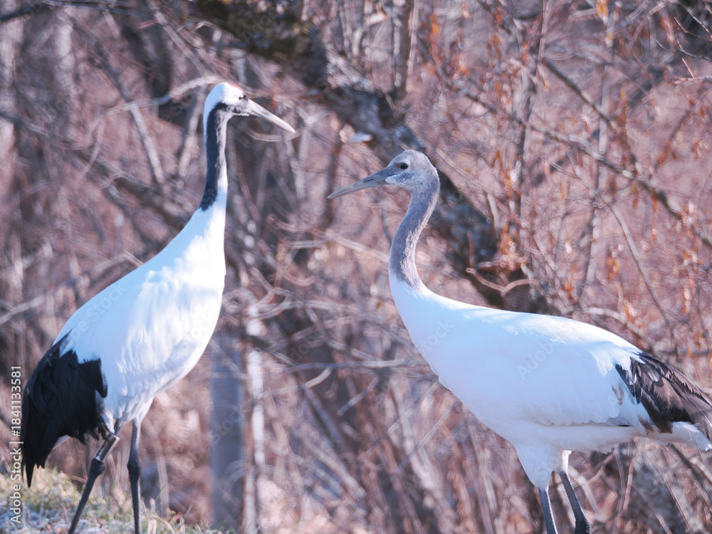 Fototapeta premium 親子の丹頂鶴