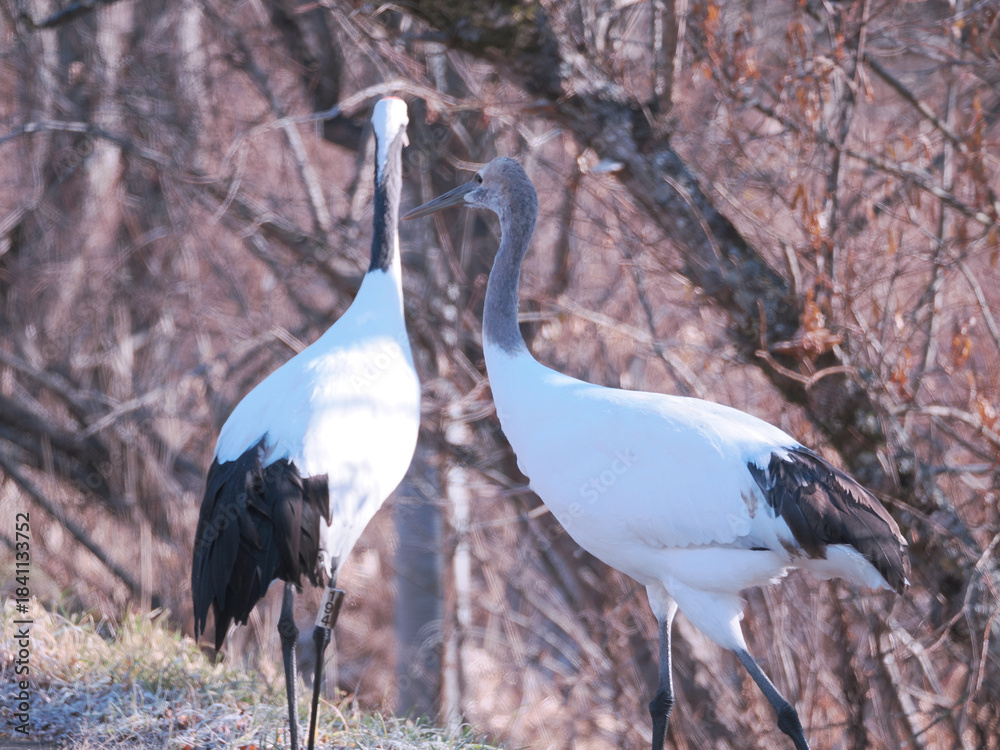 Fototapeta premium 親子の丹頂鶴