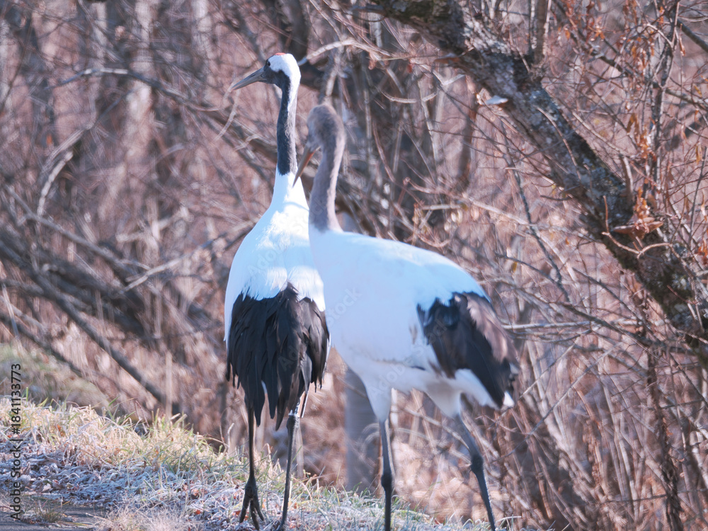 Fototapeta premium 親子の丹頂鶴