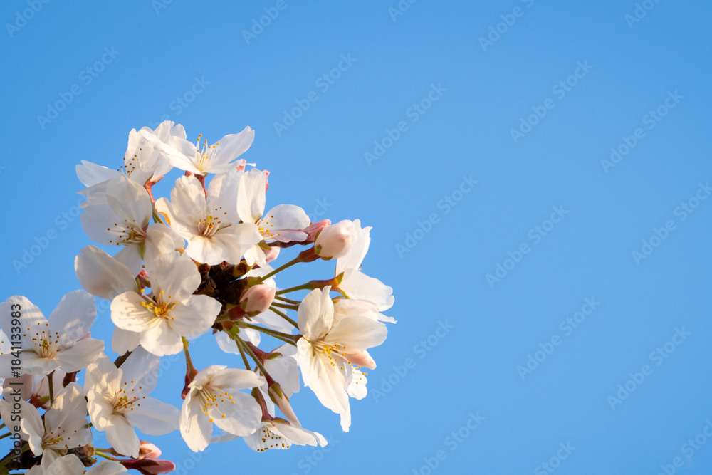 Fototapeta premium 桜