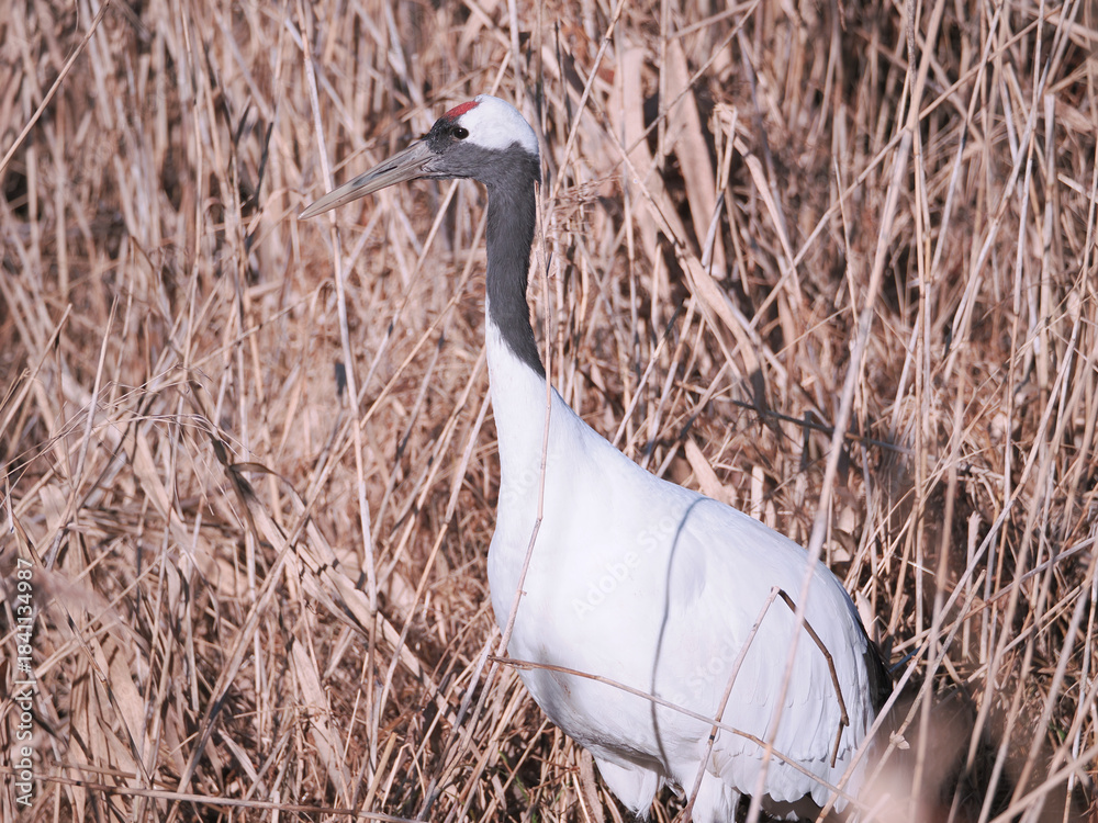 Fototapeta premium 丹頂鶴のクローズアップ