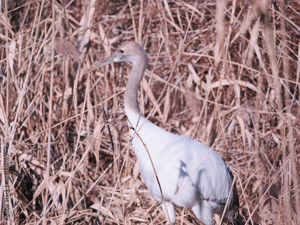 Fototapeta premium 丹頂鶴の幼鳥のクローズアップ