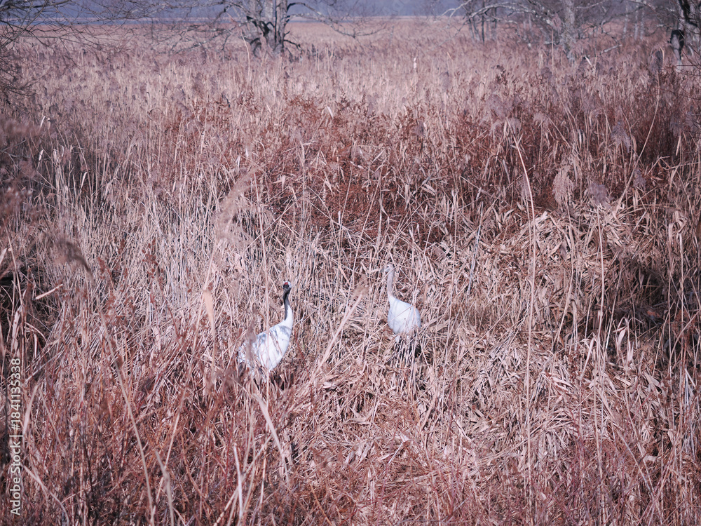 Fototapeta premium 親子の丹頂鶴