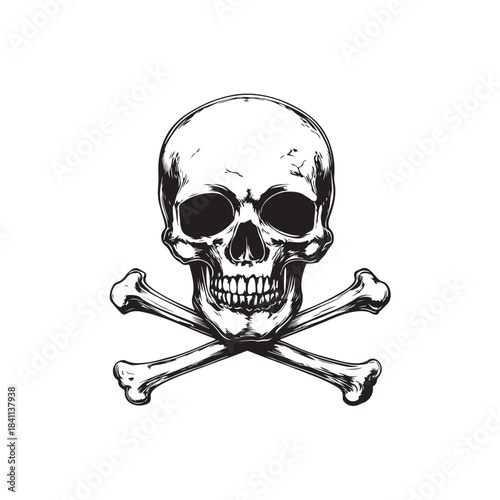 Vector illustration of a human skull with sharp details and clear anatomical shapes.