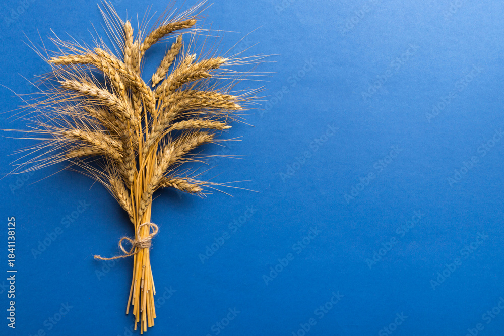 Fototapeta premium Sheaf of wheat ears close up and seeds on colored background. Natural cereal plant, harvest time concept. Top view, flat lay with copy space. world wheat crisis