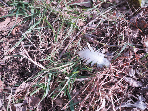 枯れた芝の上に落ちた鳥の羽