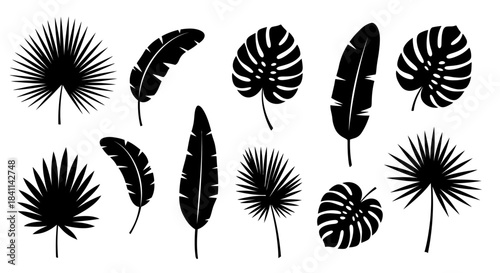 Tropical Leaves Vector Silhouette Set of Palm, Banana, and Monstera Foliage