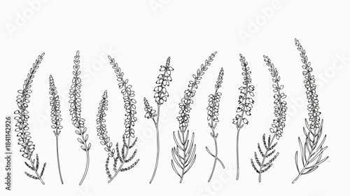 A collection of various wheat and grass illustrations in black and white on a plain white background.