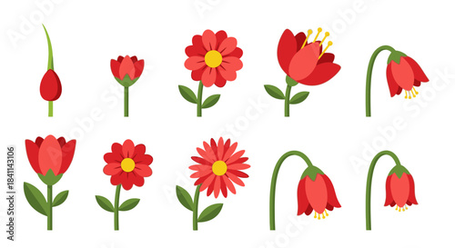 A visual representation of the life cycle of a red flower, from bud to bloom and wilting stages, illustrating natural progression.