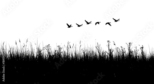 Silhouette of a flock of birds flying over tall grass against a bright sky.