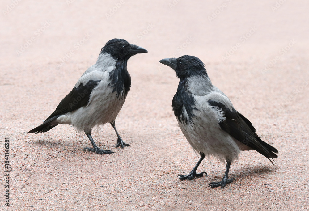Obraz premium Two grey hooded crows on the path of the city park.