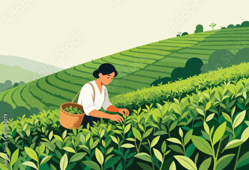 A person picking tea leaves on a terraced tea plantation, carrying a basket in a simple illustration